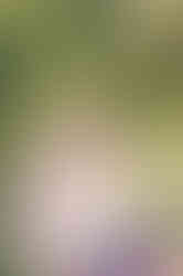 Wedding Photographer near Byron Georgia