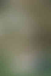 Savannah Georgia Engagement Session