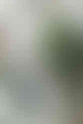 Savannah Georgia Engagement Session