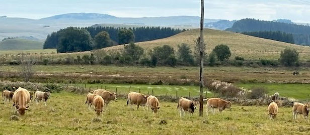 Vaches (2)_edited.jpg