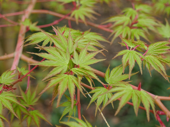 Impressionen im April