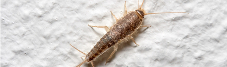 silverfish.jpg