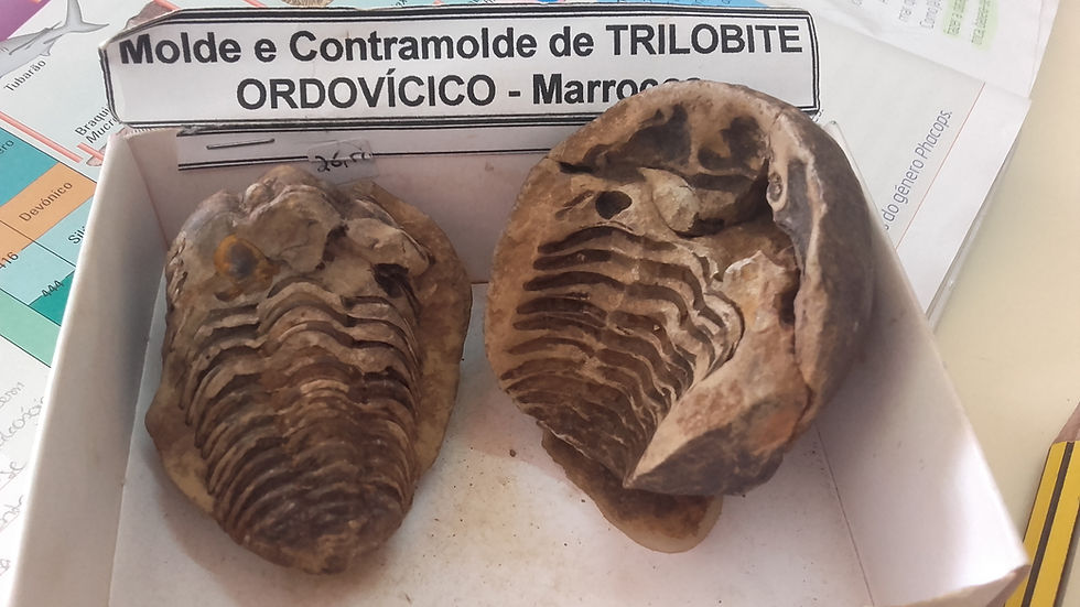 Molde - Trilobite Ordovício