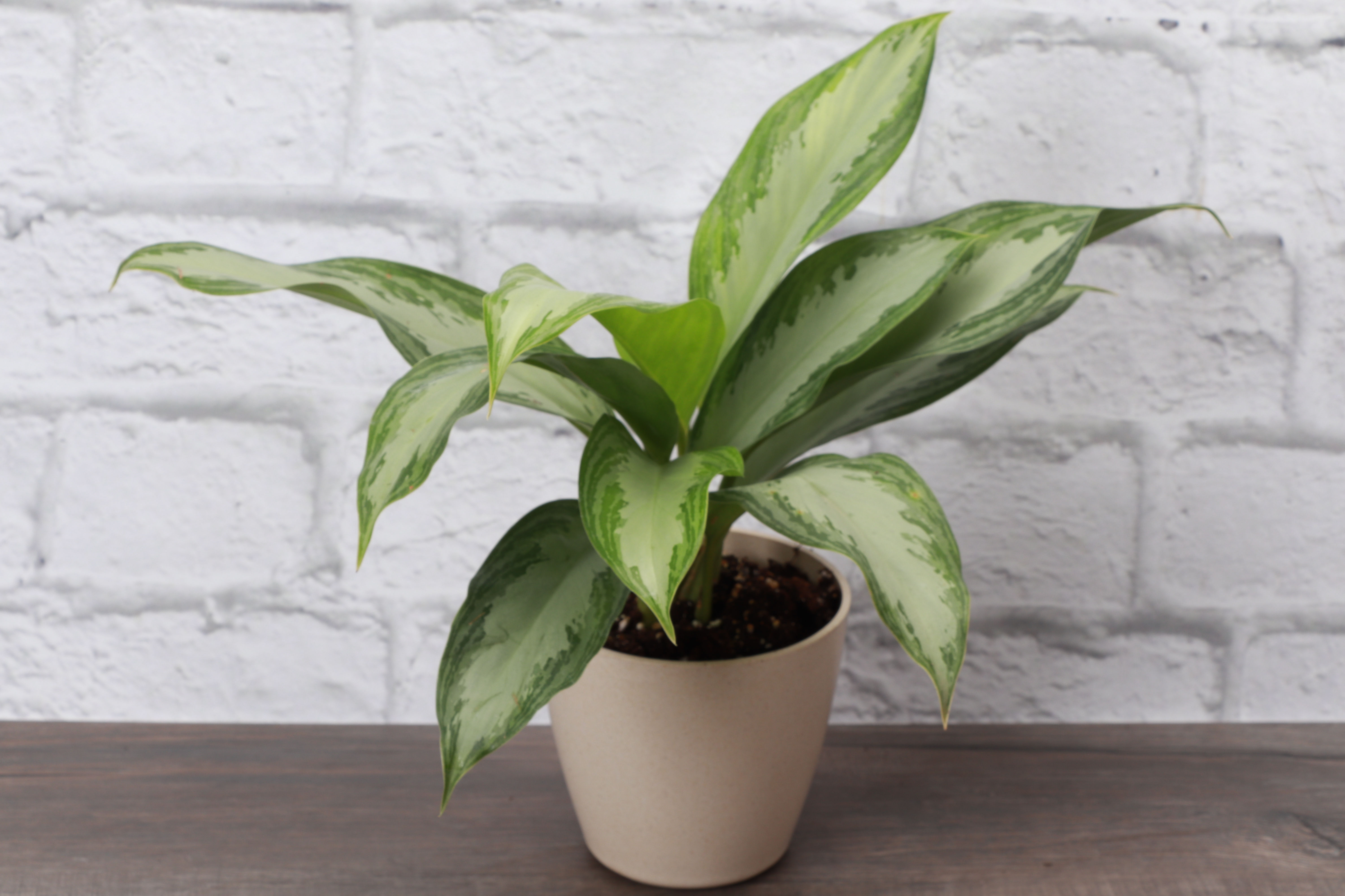 Silver Bay Aglaonema, Biodegradable Pot