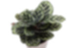 Thumbnail: Calathea Peacock, Biodegradable Pot