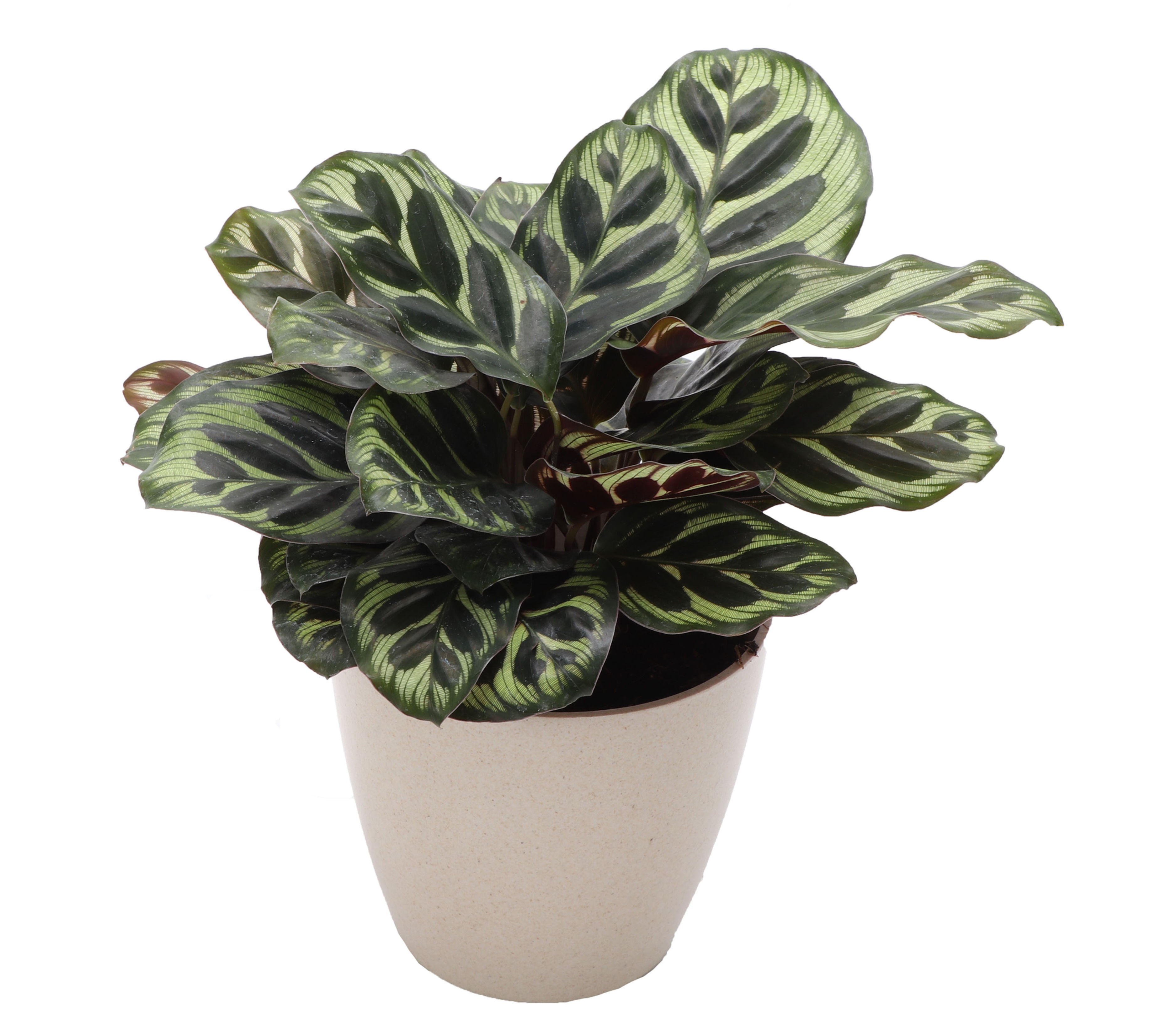 Calathea Peacock, Biodegradable Pot