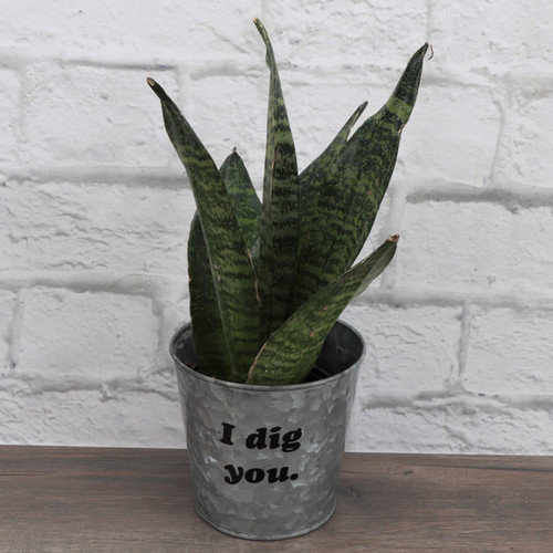 Snake Zeylancia Plant, I DigYou! Greenhouse Yogi