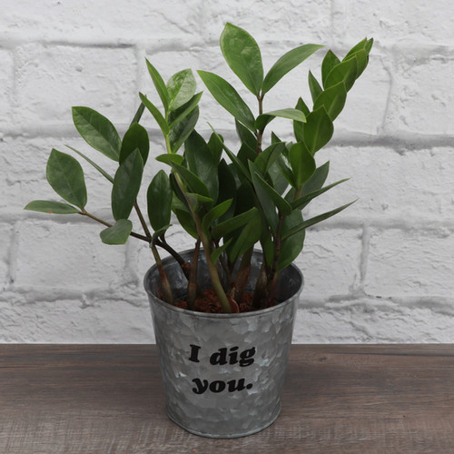 ZZ Plant, I Dig You! Greenhouse Yogi