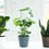 Thumbnail: Fiddle Leaf Fig Plant, Contemporary Pot