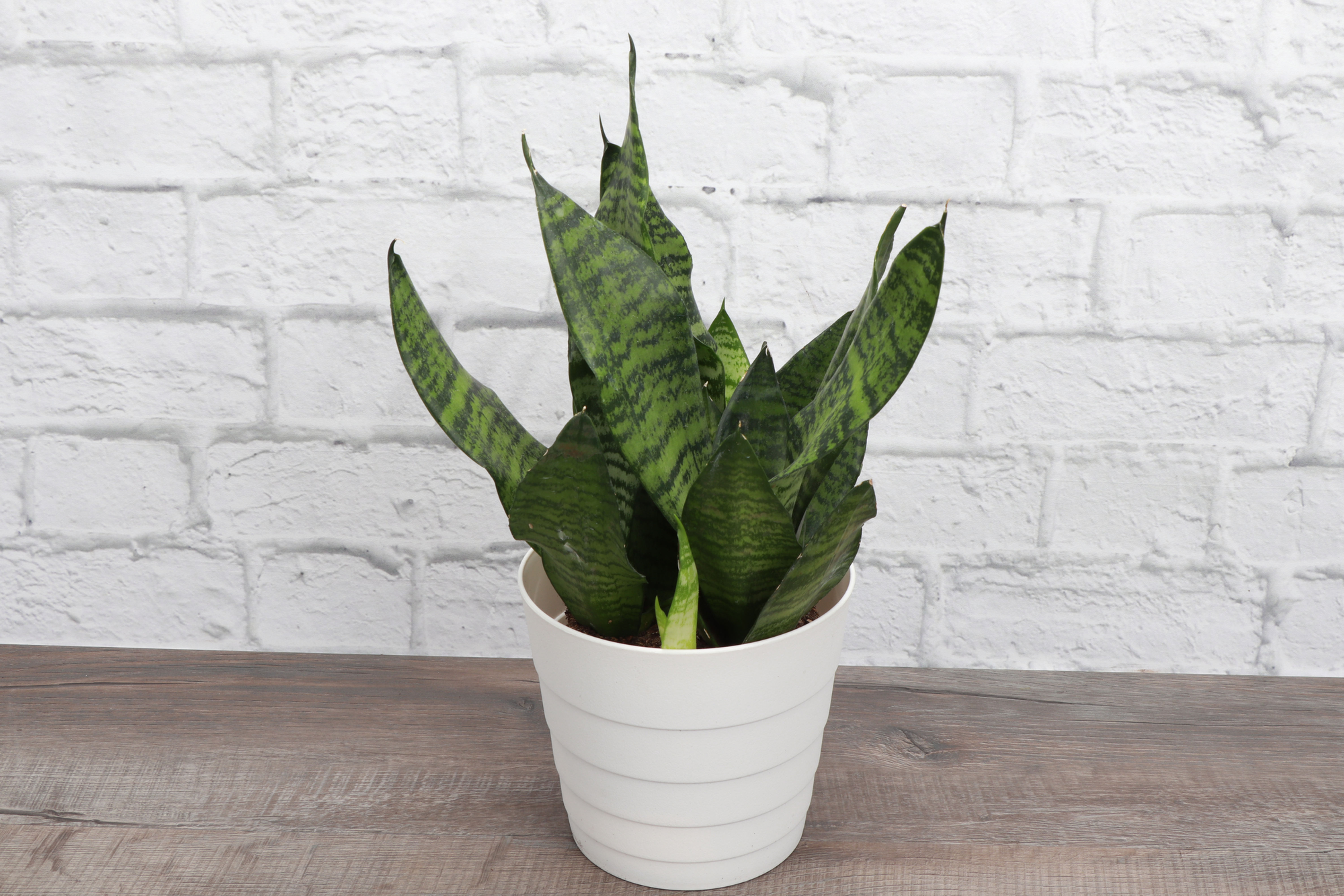 Snake Zeylancia Plant, Contemporary Pot