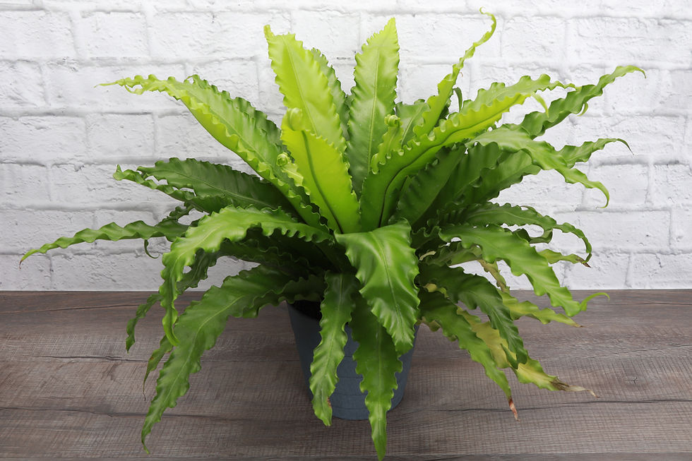 Thumbnail: Victoria Birdnest Fern, Contemporary Pot