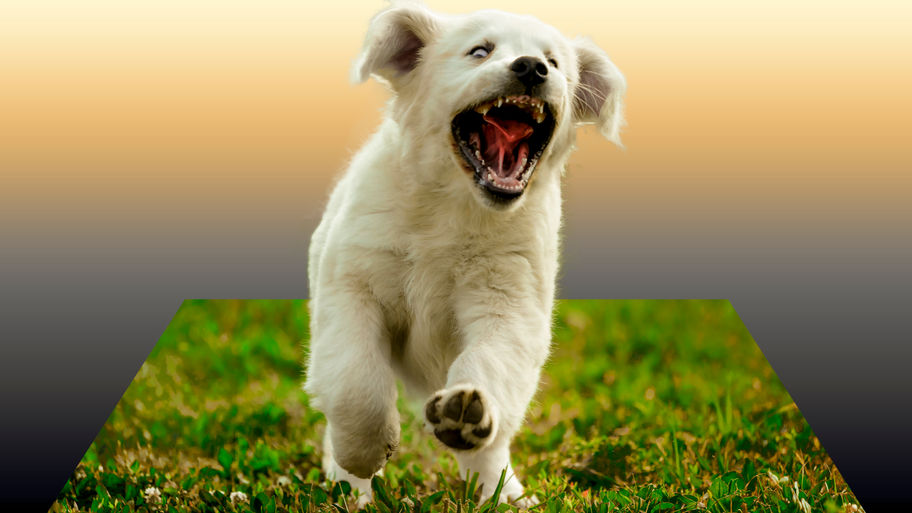 "JAWS" (You'll never go in the kennel)
"ЧЕЛЮСТИ" (Ты никогда не войдешь в пи