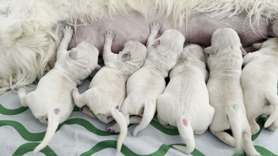Happy hour at the milk bar