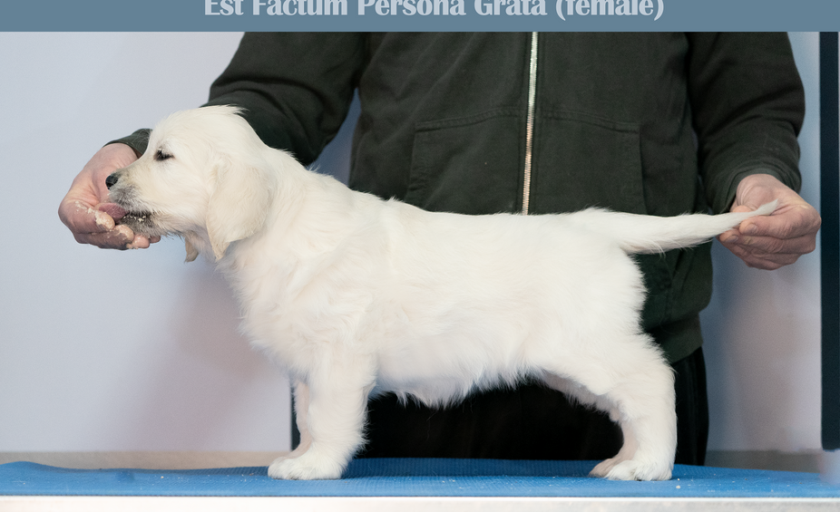 Est Factum Persona Grata female-blauw.png