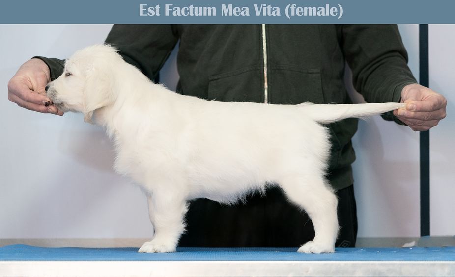 Est Factum Mea Vita female-paars.png