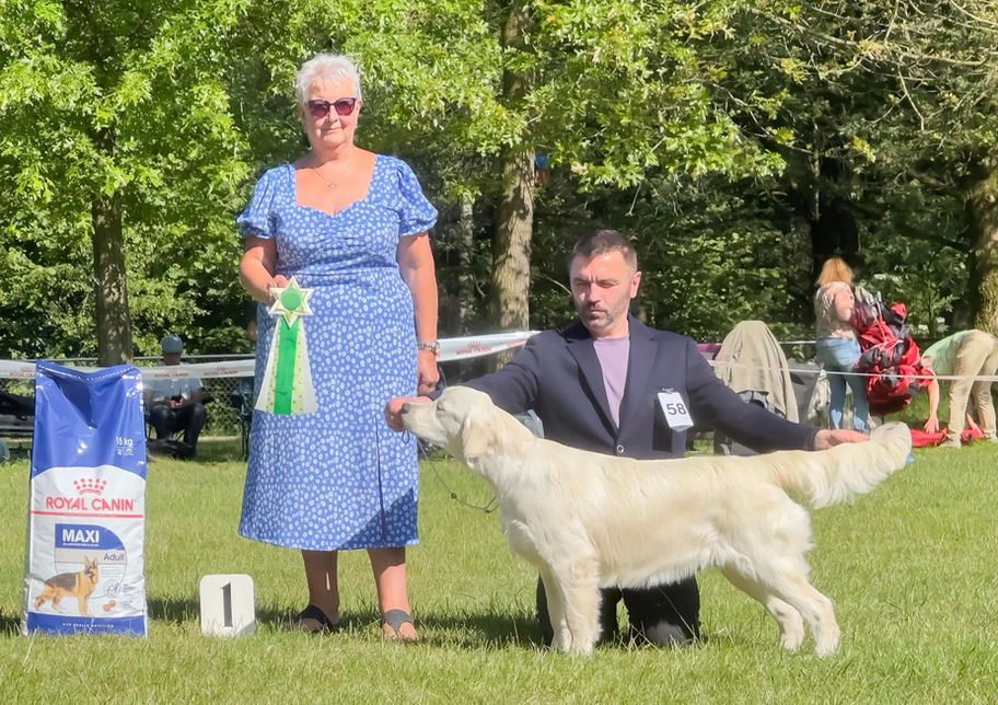 BOB puppy, BIS puppyEst Factum Fama Volat (Angelonato Dreams Come True x Est Factum Nulla Regula)KONINKLIJKE BELGIAN RETRIEVER CLUB Specialty for all Retriever breeds 2023 Onder judging Mrs. Vick