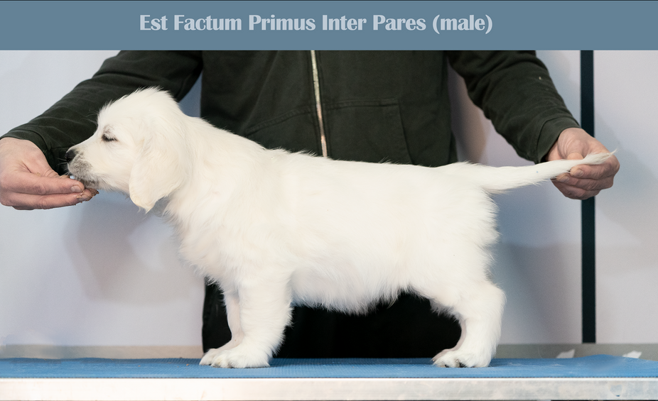 Est Factum Primus Inter Pares male-paars-blouw.png