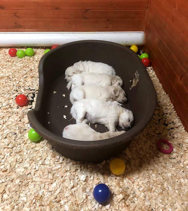 Коврик из голденов