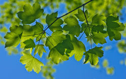 macro_90_20130115_1717647630.jpg