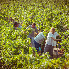 Menhir Salento, com base no passado agindo para o futuro