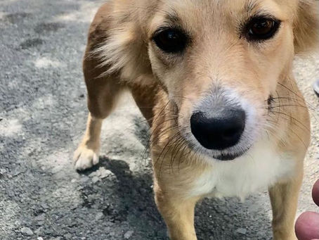 [Adopted!!!] Chiquita Needs A Home