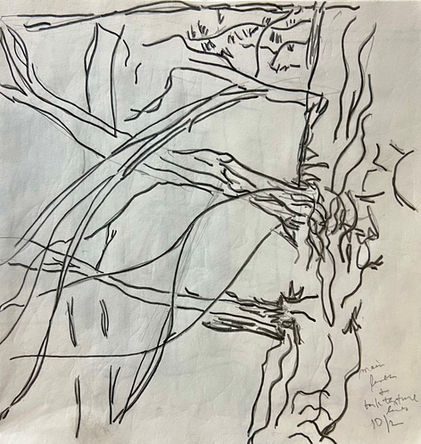 old tree lines and texture
