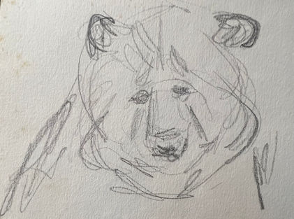 bear face - Bronx Zoo