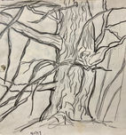 old tree lines detail