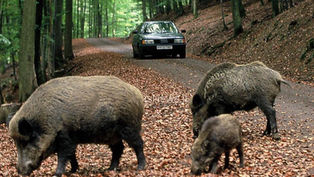 IL RISARCIMENTO DEI DANNI CAUSATI DA ANIMALI SELVATICI