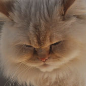 Himalayan.jpg