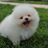 Pomeranian.jpg