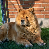 Chow Chow.jpg