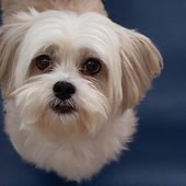 Lhasa Apso.jpg