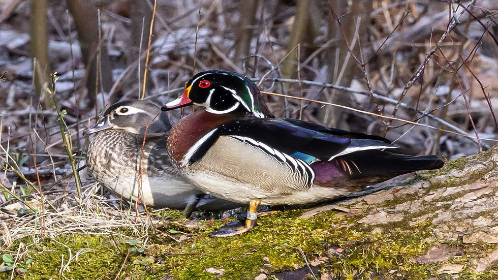 Wood Ducks RS.jpg