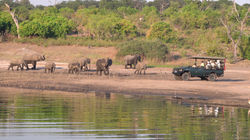 Elephant at Chobe National Park