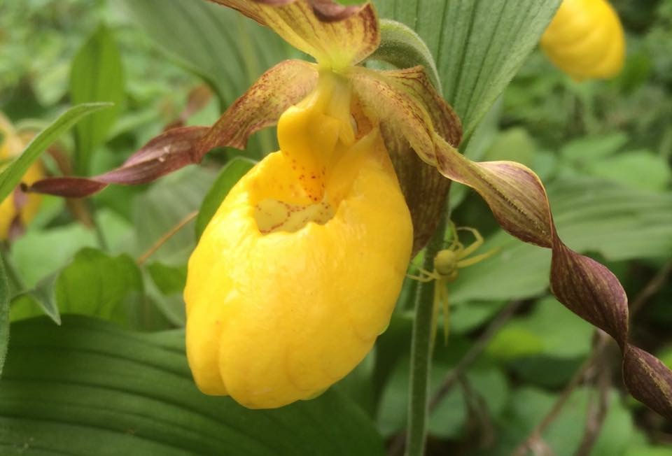 YELLOW LADY'S SLIPPER