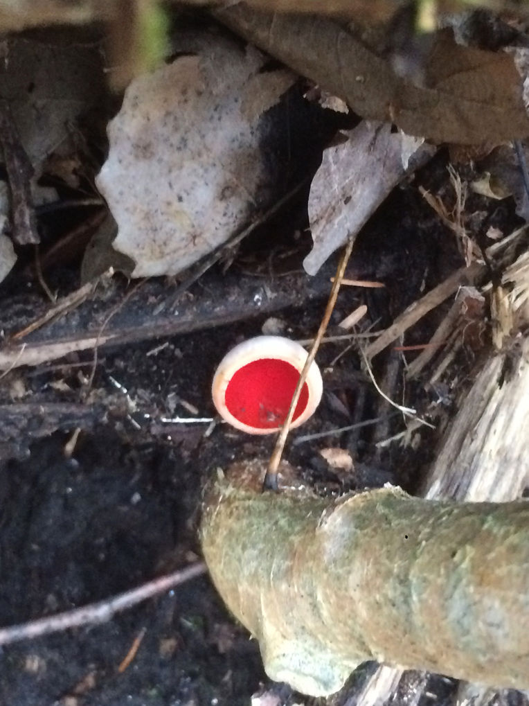 CALABOGIE HIKER: Scarlet Cup Fungus (Spring Walk Series)