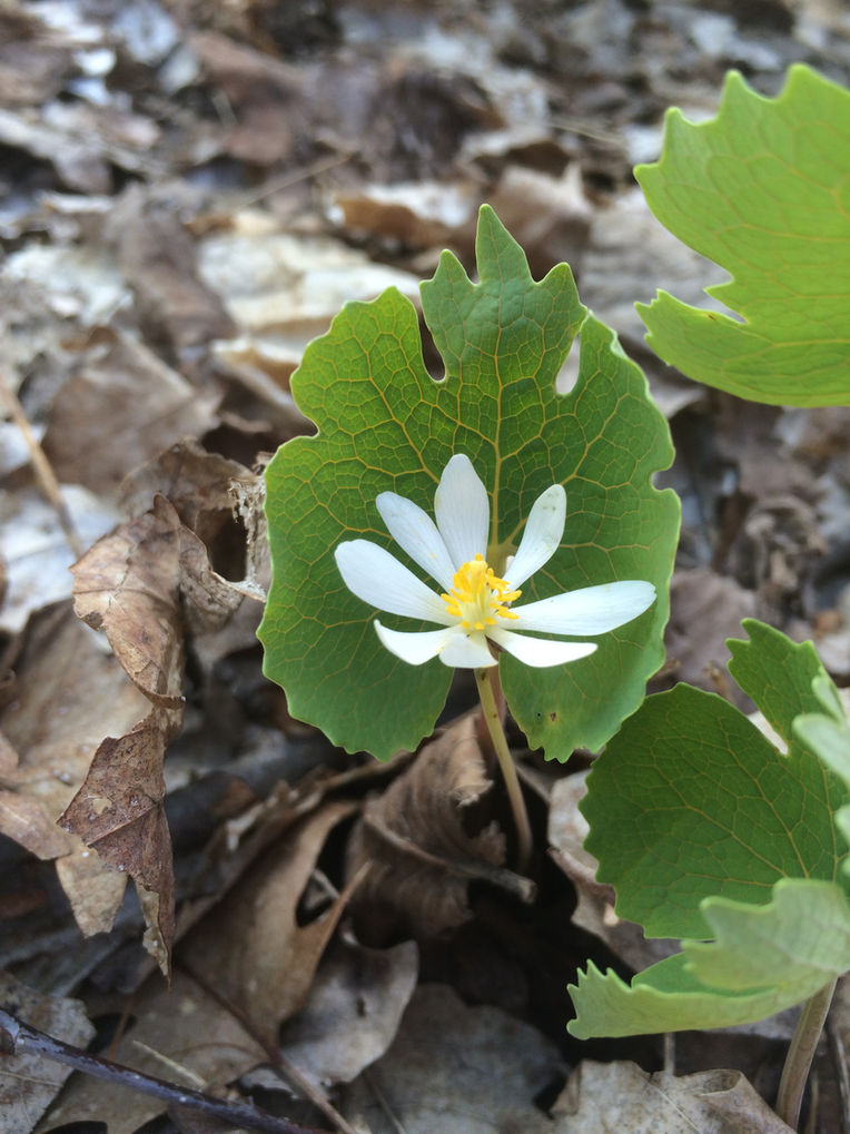 CALABOGIE HIKER: Bloodroot, Poison (Spring Walk Series)
