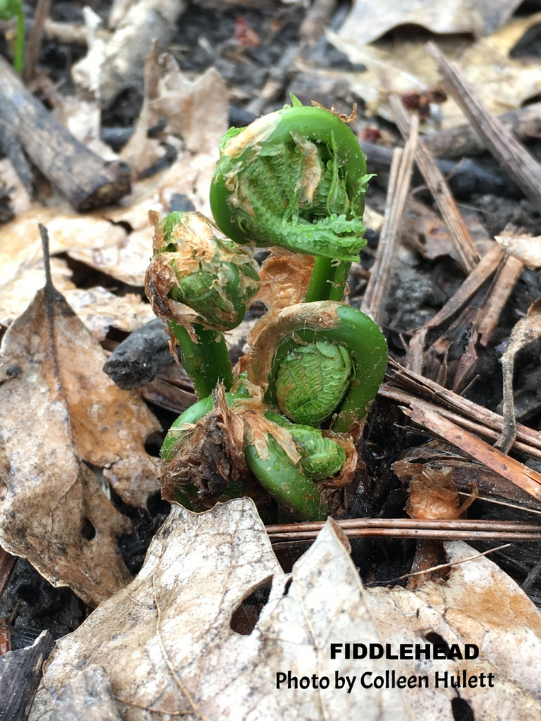 CALABOGIE HIKER: Fiddleheads, Ostrich Fern (Spring Walk Series)