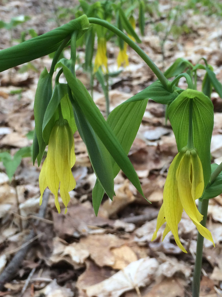 CALABOGIE HIKER: Large Bellwort, Edible, Medicinal (Spring Walk Series)