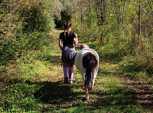 Person leading a miniature horse on a wooded path