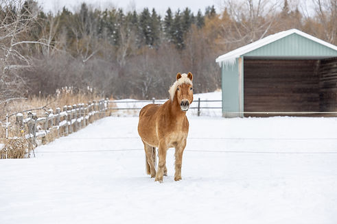 Chestnut horse standing in a snowy field by a barn