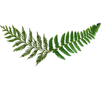 Cedar%20Fern%20CUT%20OUT_edited.png