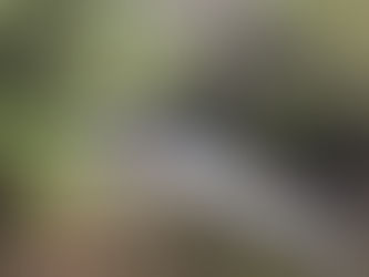 Parcelas en Puerto Varas: Tu Refugio en el Sur de Chile