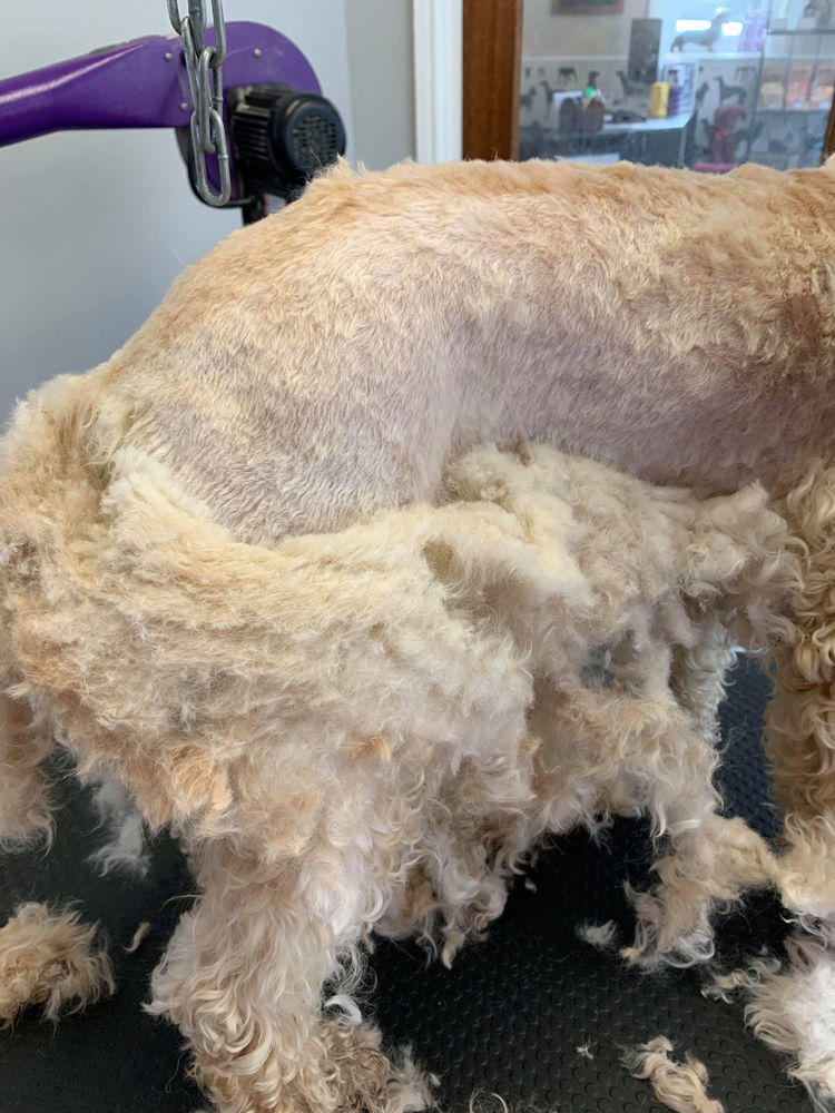 Knots Vs Matts What's the difference and what does it mean for your dog's groom?