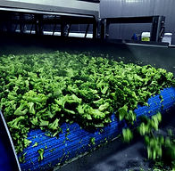 Blanqueo de vegetales coolsteam Vegetable blanching