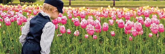 tulips.jpg