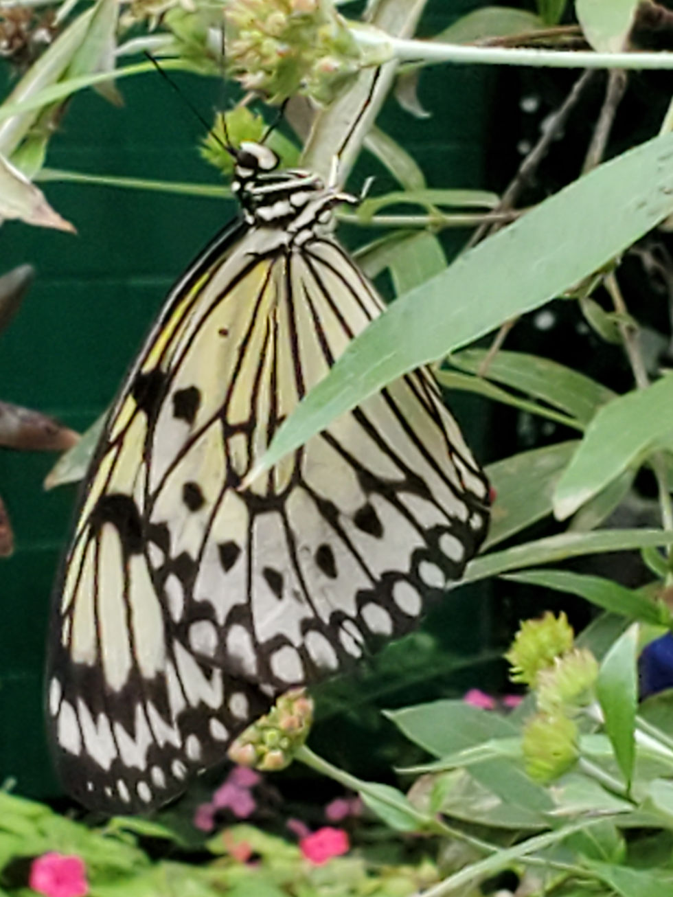 Rice Paper butterfly