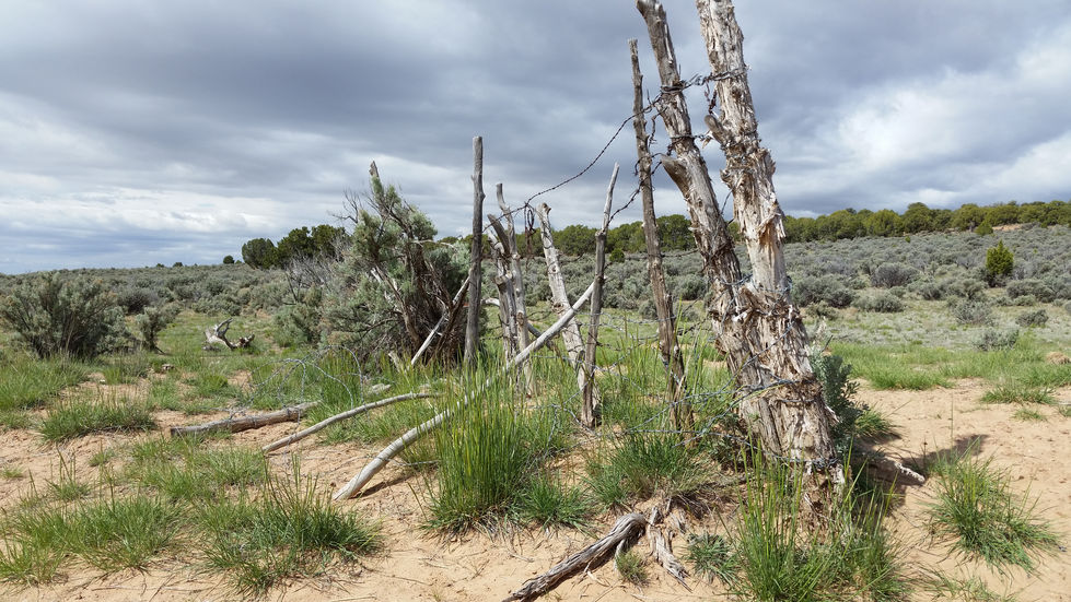 weathered fence
