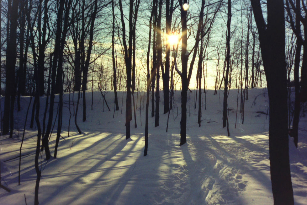 sun shining through trees on a winter afternoon